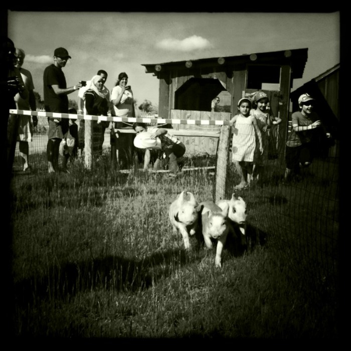 Piggie Races