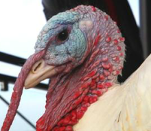 WSJ: How the Turkey Got Its Pardon